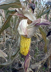corn.JPG