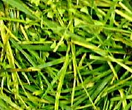 grass.JPG